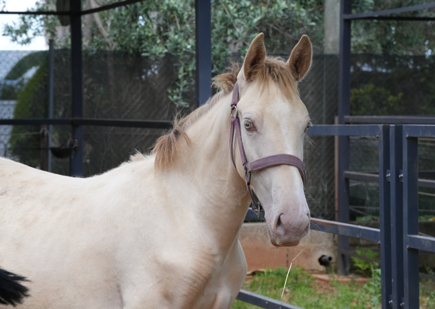 Vente de cheval : Napoleon